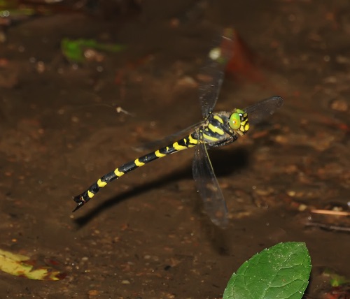 Female ovipositing
3 July 2010  Towns